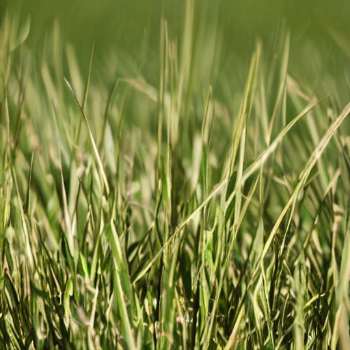 Can you plant grass seed in April in PA?