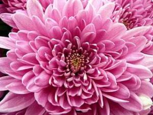 Pink chrysanthemums meaning