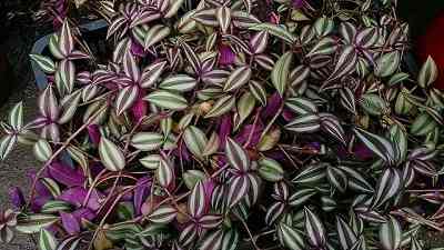 Wandering Jew Plant Benefits