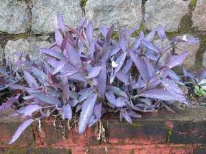 purple heart plant benefits