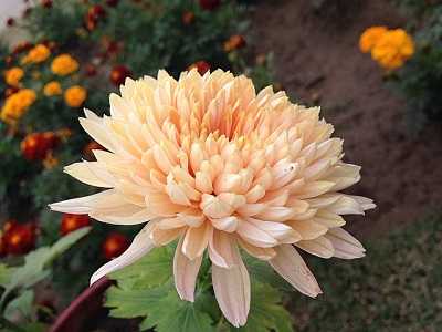 Chrysanthemum Meanings