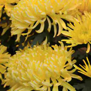 Chrysanthemum Cultural Importance