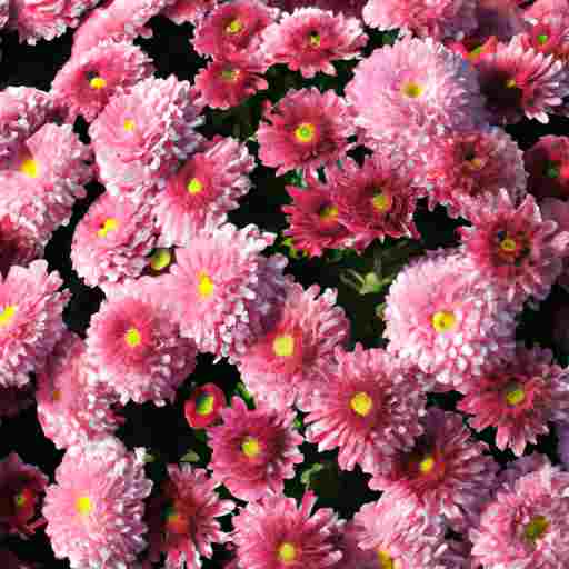 Chrysanthemums Meaning And Symbolism