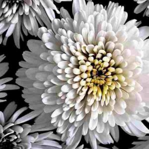 Chrysanthemum Symbolism