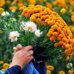 Do chrysanthemums mean goodbye?