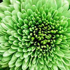 Green Chrysanthemum Meaning