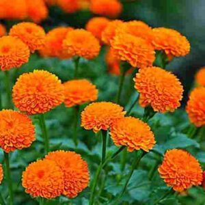 Orange Chrysanthemum Meaning