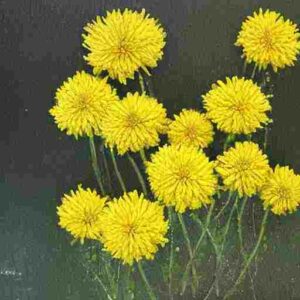 Yellow chrysanthemums meaning