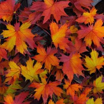 Autumn Blaze Maple Problems : Iron Deficiency