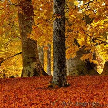Autumn Blaze Maple Problems : Root Rot
