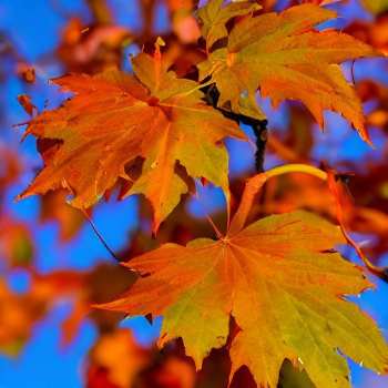 Autumn Blaze Maple Problems A Vulnerability in Storms