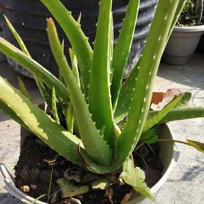 Ancient Use of Aloe Plant: Symbolism in Ancient Egypt, Greece and Rome