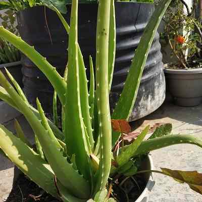 Aloe Plant and Its Symbolism