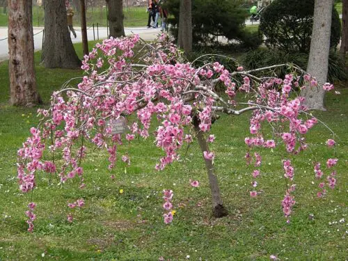 Dwarf weeping cherry tree size