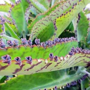 Mother of thousands IllegalIn several Australian states, the Mother of Thousands plant is illegal to acquire, sell, or propagate. To prevent spread, eradicate these plants from your garden as soon as feasible. The Mother of Thousands plant is gorgeous yet dangerous. To avoid fines and penalties, avoid it in unlawful states.