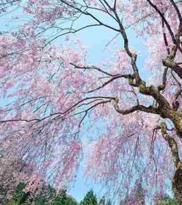 Weeping Cherry Tree Size