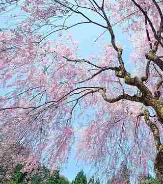 Weeping Cherry Tree Size