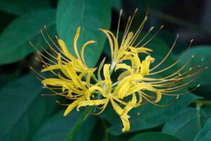 yellow spider lily meaning