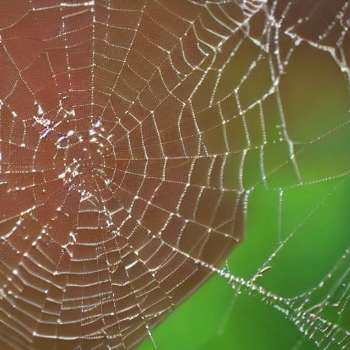 Spider Mites: Sap-Sucking Culprits