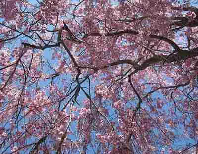 Weeping Cherry Tree Problems