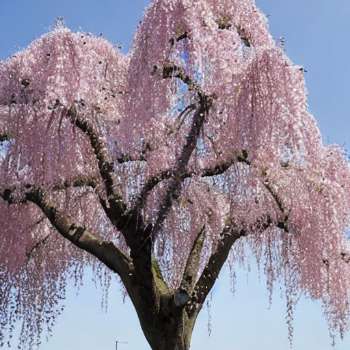 Weeping Cherry Trees Dying