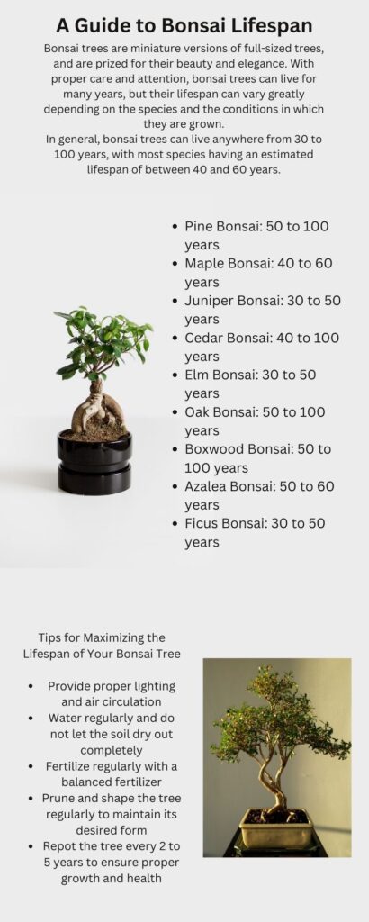 bonsai tree lifespan Infographic