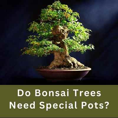 Do Bonsai Trees Need Special Pots?