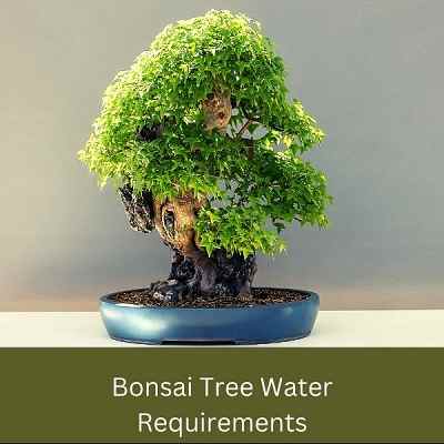 Bonsai tree water requirements