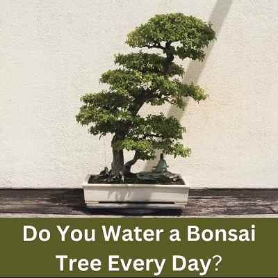 Do you water a bonsai tree every day?