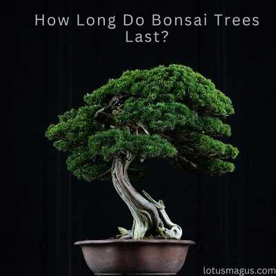 How Long Do Bonsai Trees Last?