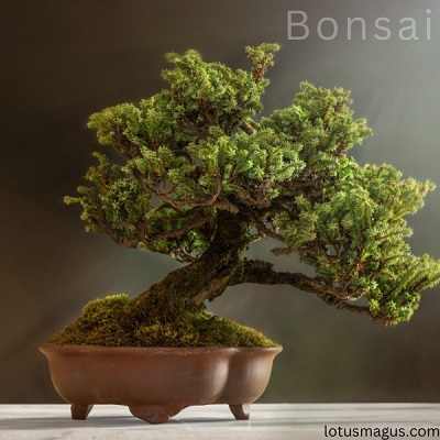 What is the oldest bonsai tree alive? Lifespan
