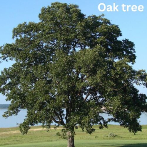 Conservation of oak trees