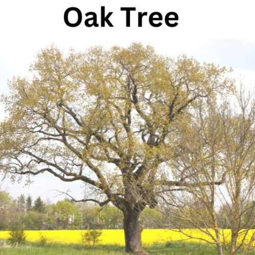 What is Oak Tree? about Quercus, or oak, is a Fagaceae hardwood tree. Fossilized oak trees are 50 million years old. Oak trees are deciduous and may grow to 80 feet tall and 500 years old.
