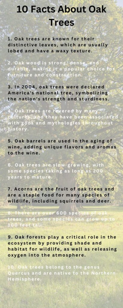 quick fun facts oak tree for kids infographic 