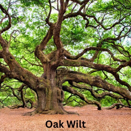 What is the best fungicide for oak wilt?
