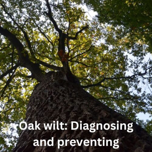 What are the first signs of oak wilt?