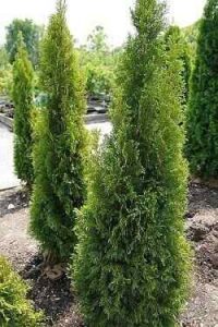 Emerald Green Arborvitae Growth Rate