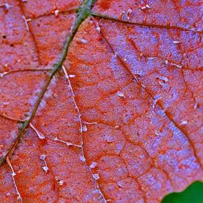 Bacterial leaf spot