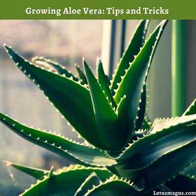 Planting and Caring for Your Aloe Vera