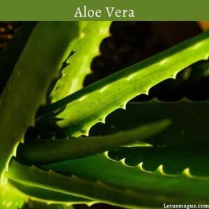 Watering and fertilizing your Aloe Vera plants