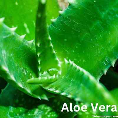 Aloe vera Common Problems and Solutions