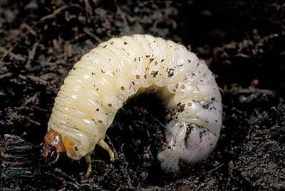 How to Control Grub Worms and Beetles