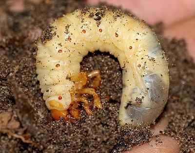 Are Grub Worms Dangerous