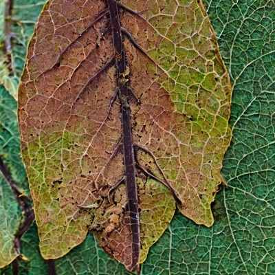 Fungal Leaf blight