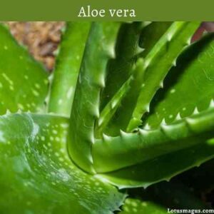 Using Aloe Vera Gel