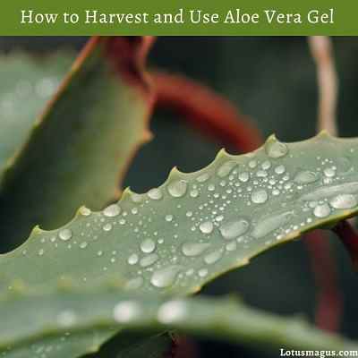 Harvesting Aloe Vera