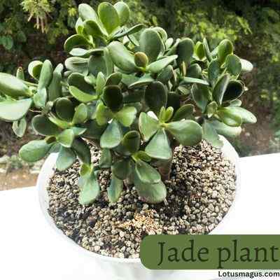 Jade Plant Branches Top Heavy