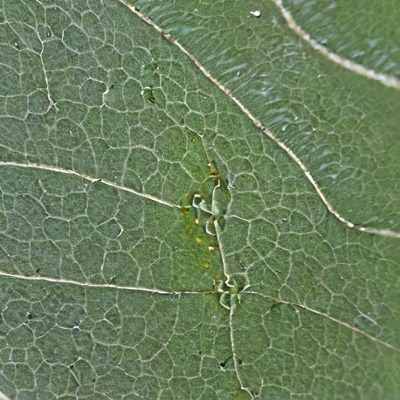 Phyllosticta Leaf Spot