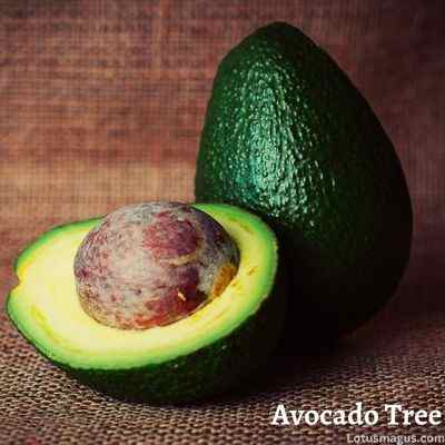 Ensure Good Care After Pruning - Avocado