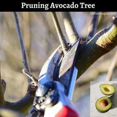 Pruning Avocado Tree